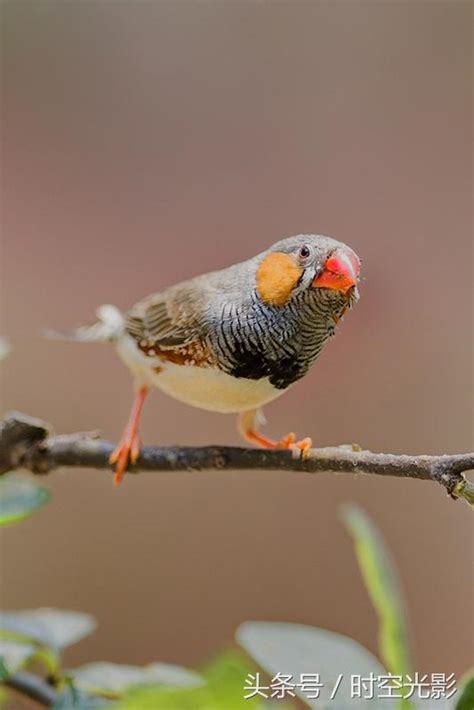 珍珠鳥幼鳥|錦花鳥飼育：繁殖及疾病須知 – 寵物百科